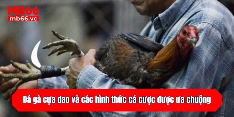Đá gà cựa dao và các hình thức cá cược được ưa chuộng