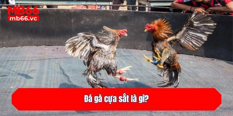 Đá gà cựa sắt là gì?
