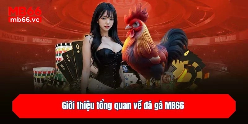 Giới thiệu tổng quan về đá gà MB66
