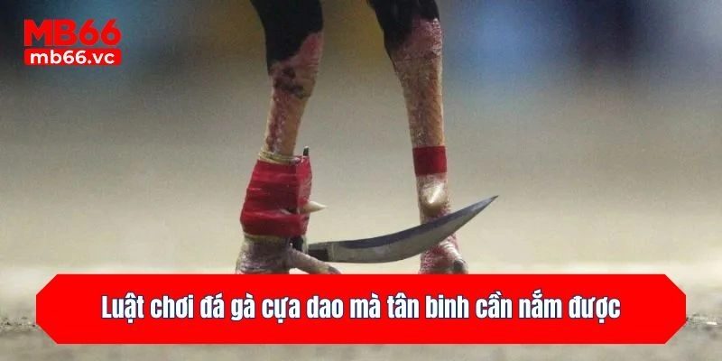 Luật chơi đá gà cựa dao mà tân binh cần nắm được